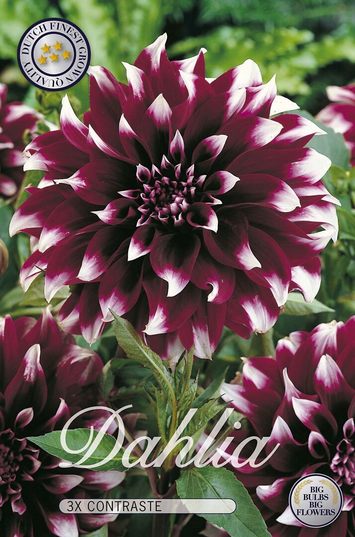 Dahlia Contraste