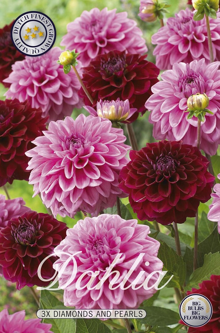 Dahlia Diamonds and Pearls