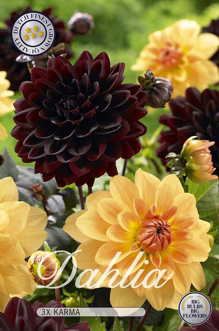Dahlia Karma