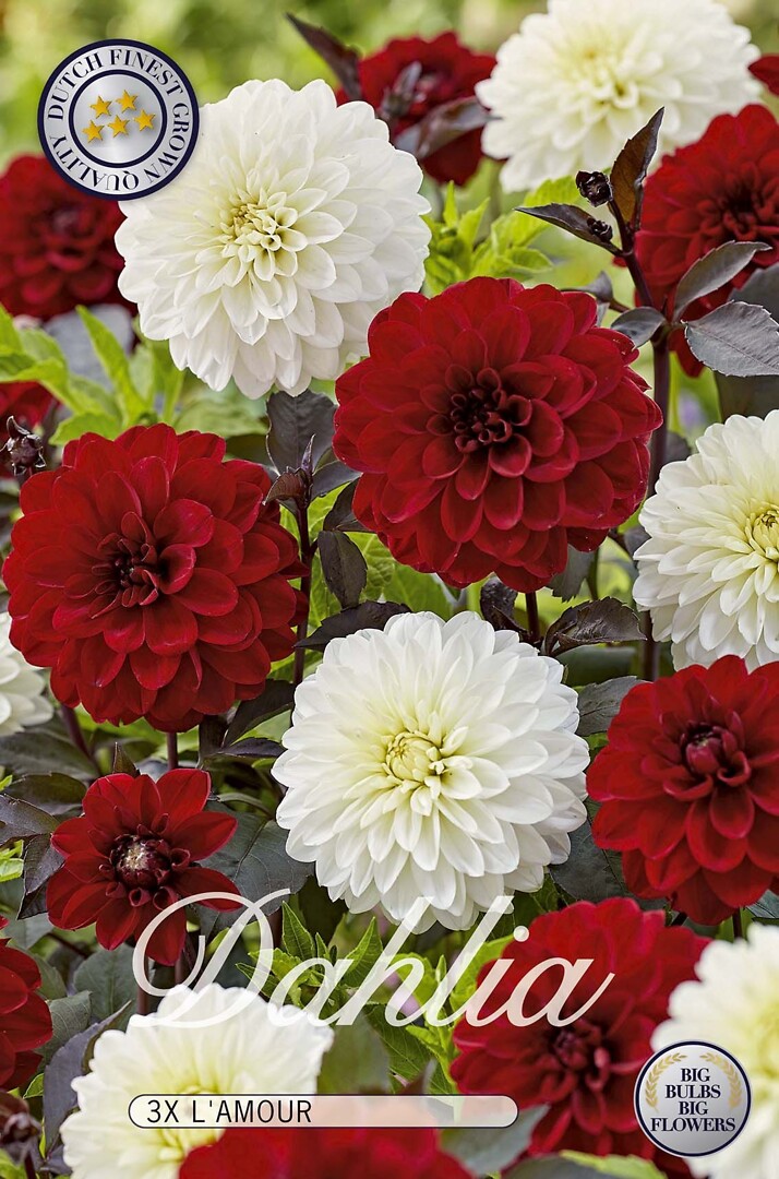 Dahlia L'Amour