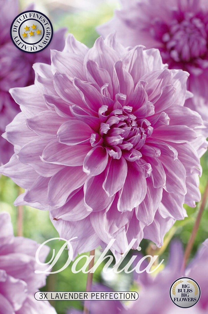 Dahlia Lavender Perfection