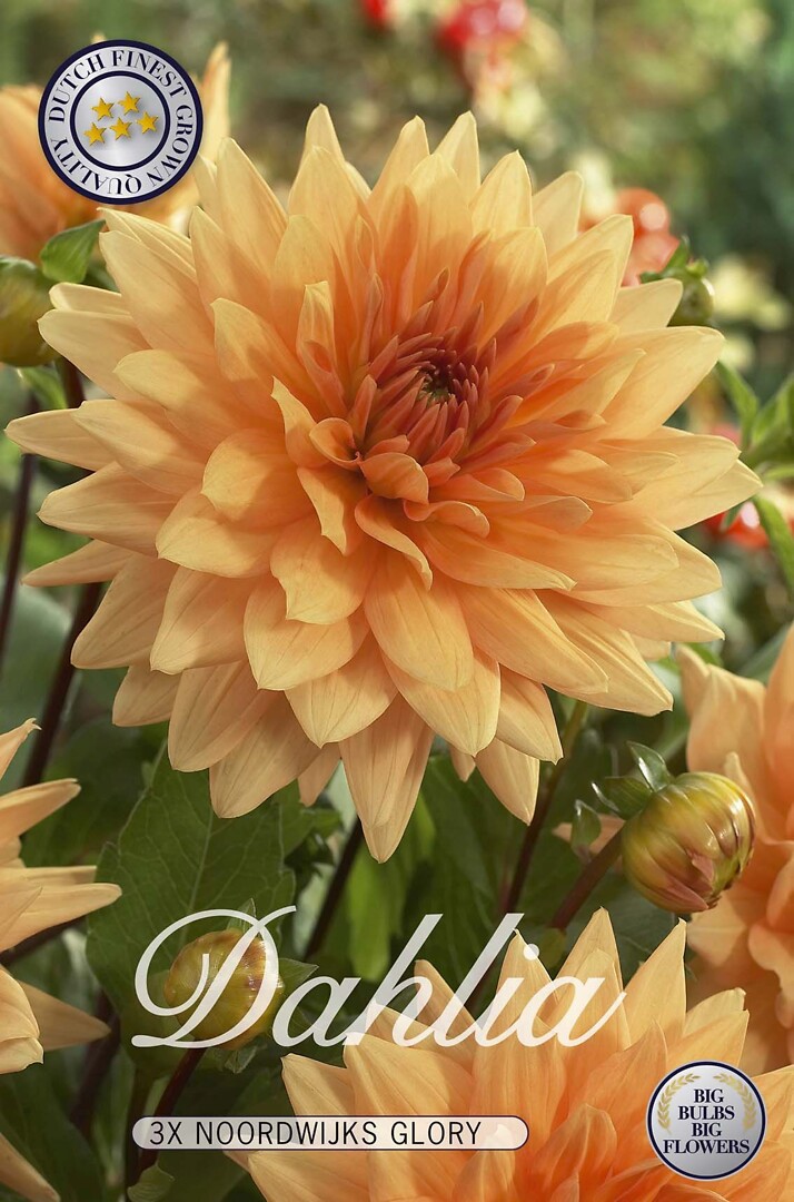 Dahlia Noordwijks Glory