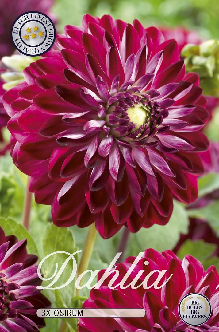 Dahlia Osirum