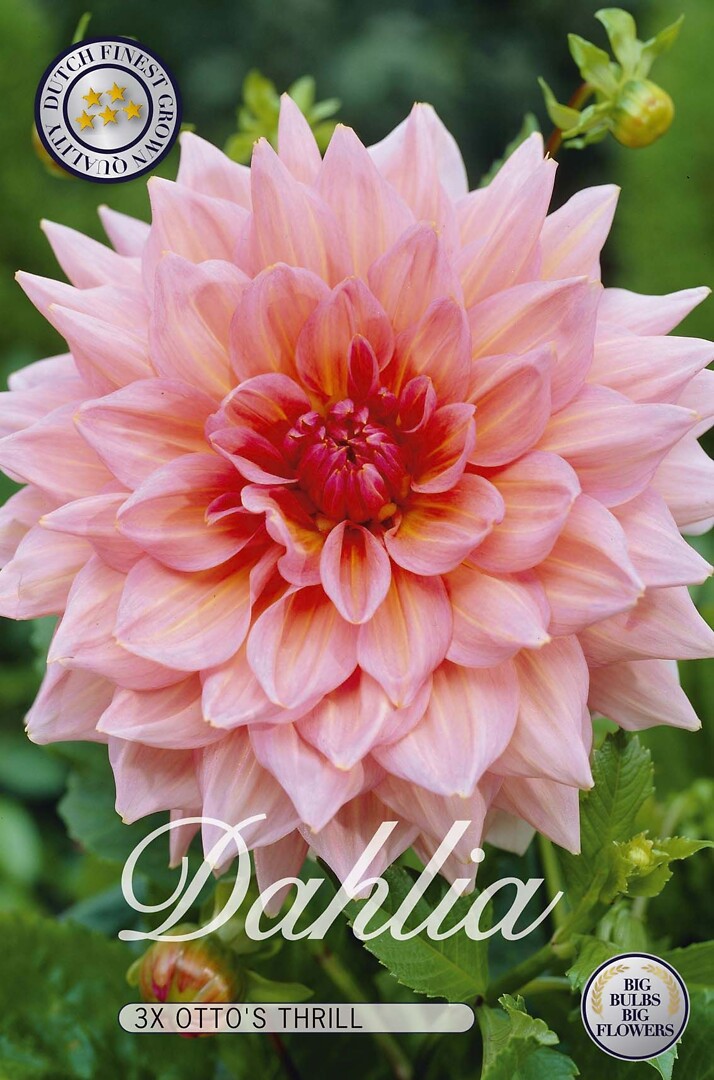 Dahlia Islander
