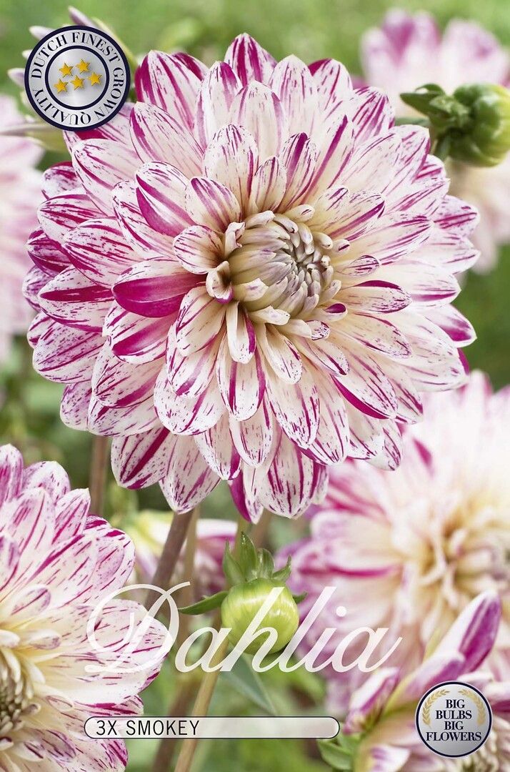 Dahlia Smokey
