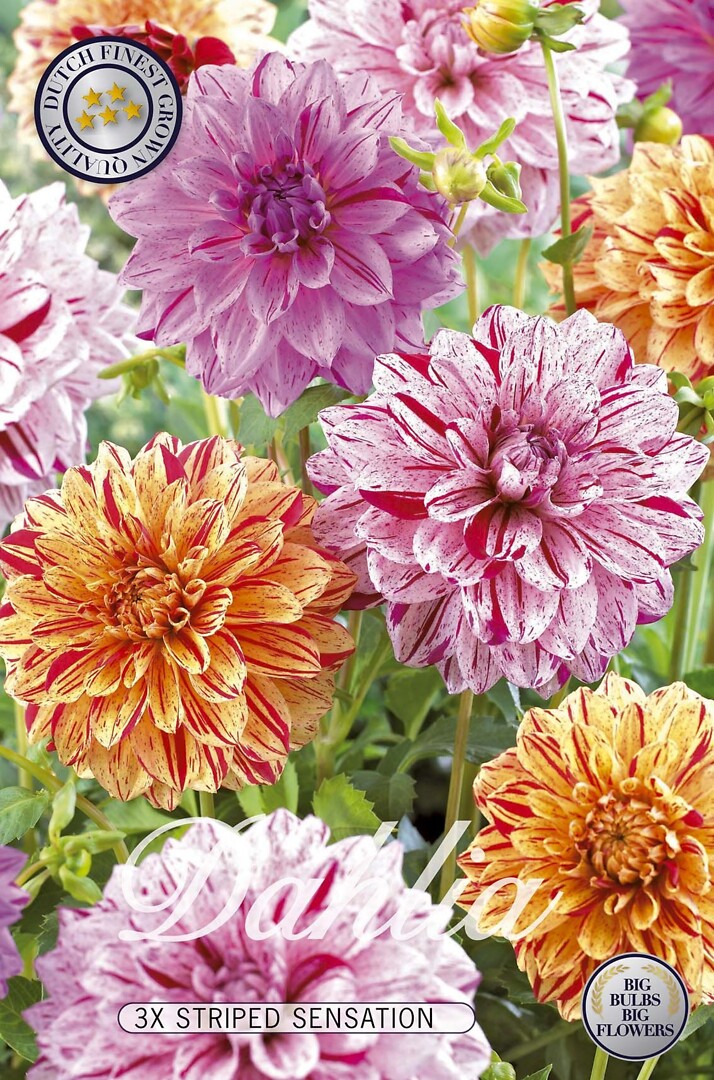 Dahlia Striped Sensation
