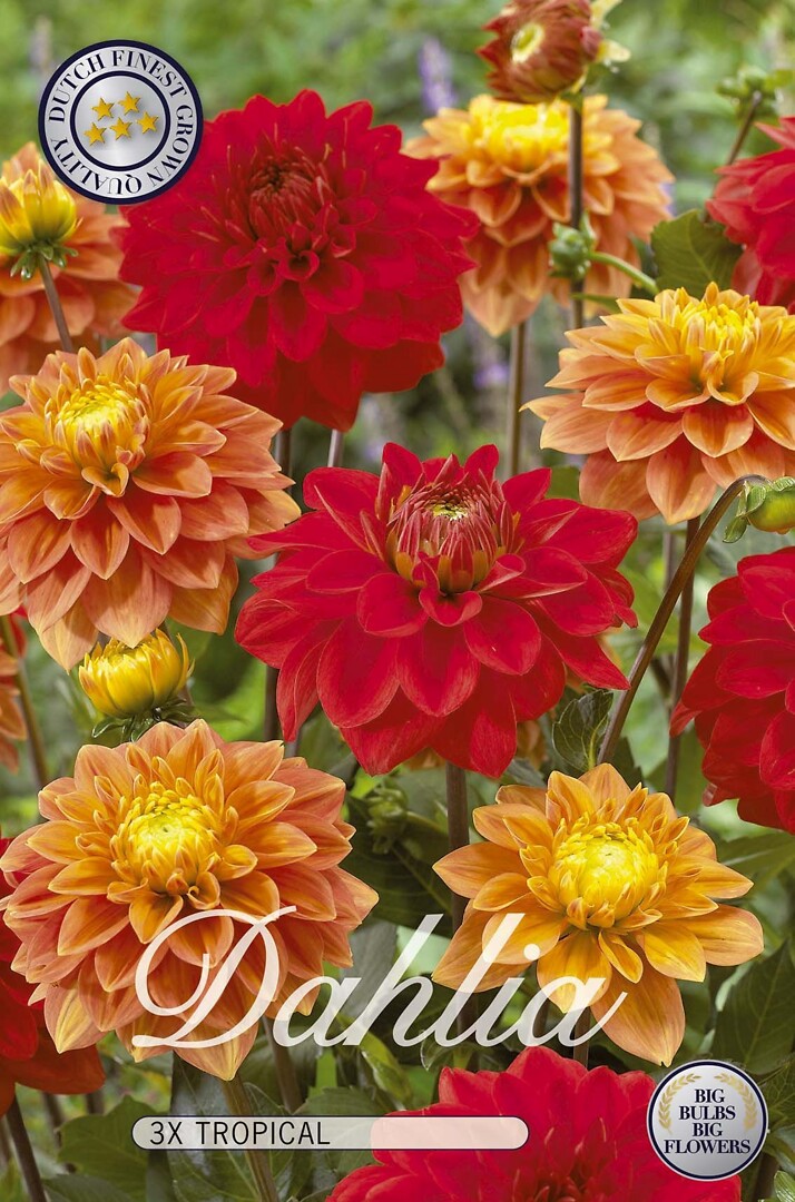 Dahlia Tropical