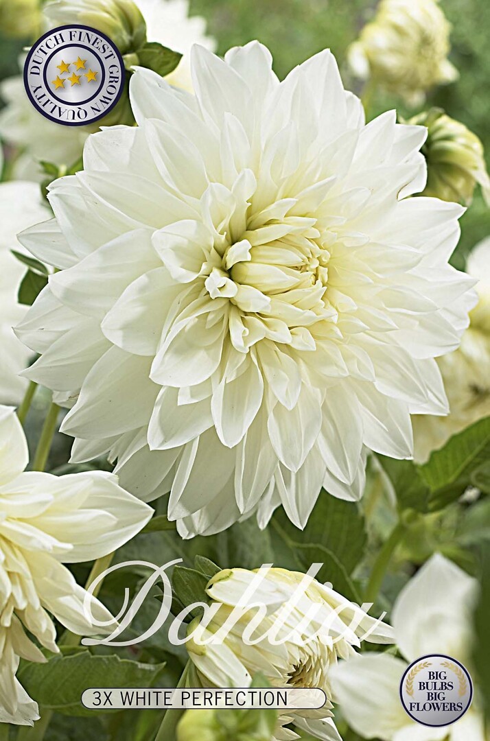 Dahlia White Perfection