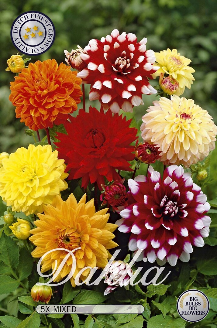 Dahlia Deco Mixed