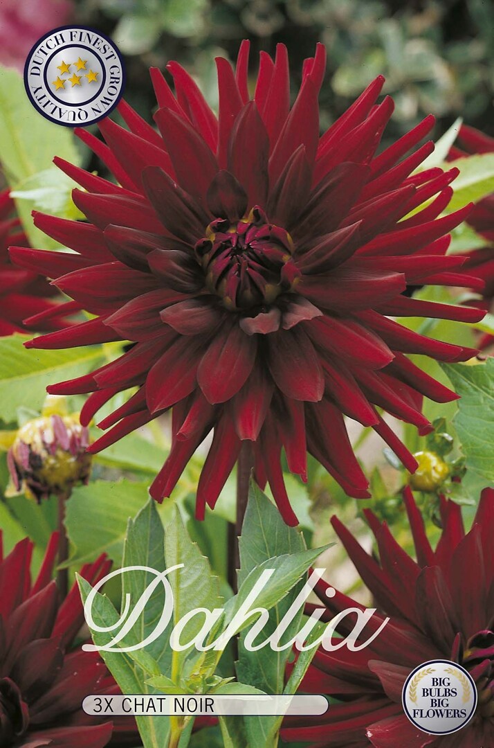 Dahlia Chat Noir