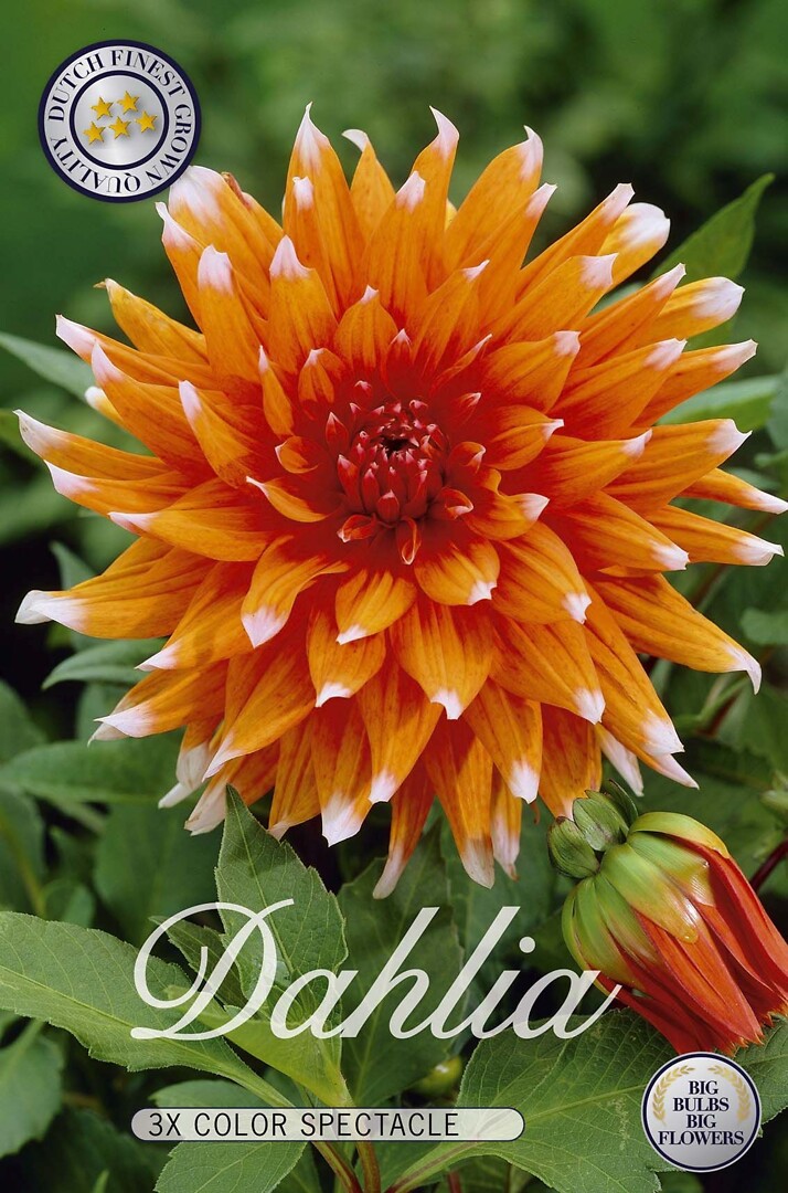Dahlia Color Spectacle