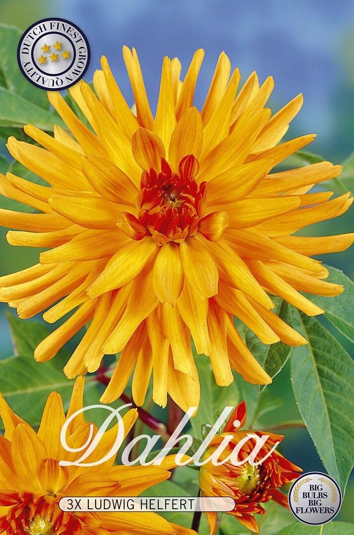 Dahlia Ludwig Helfert