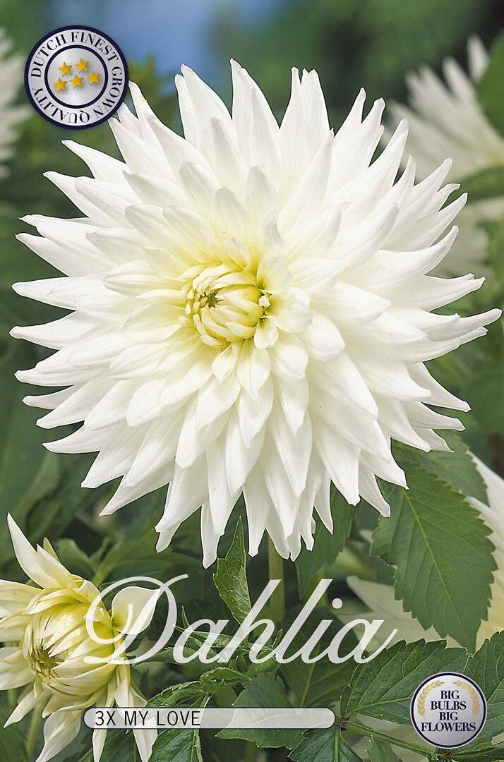 Dahlia My Love