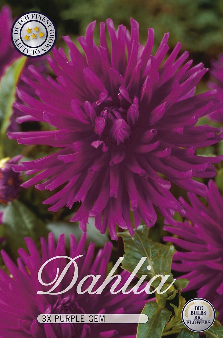 Dahlia Purple Gem