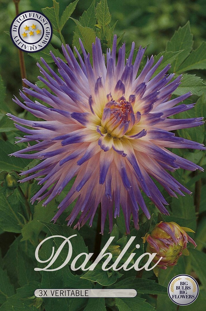 Dahlia Veritable