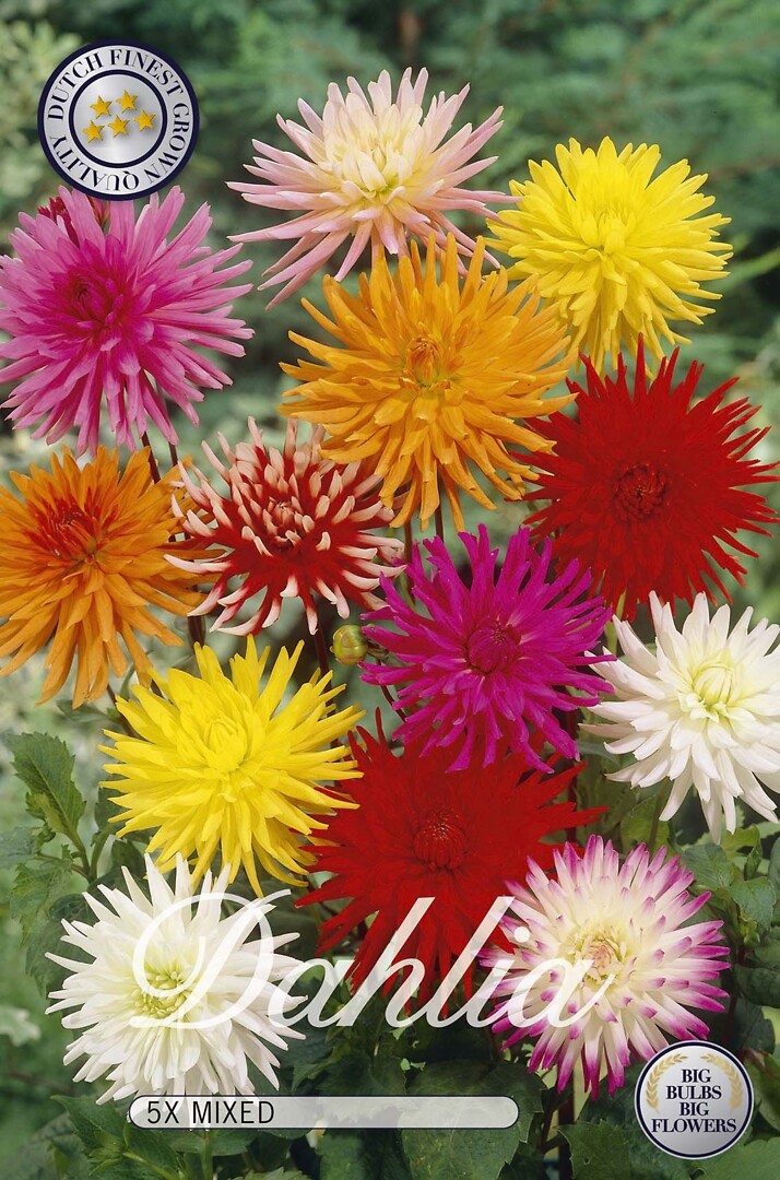 Dahlia Cactus Mixed