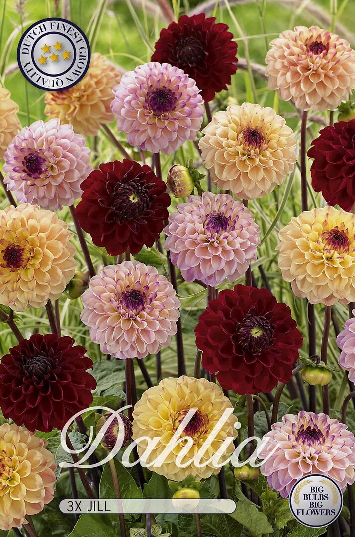 Dahlia Jill