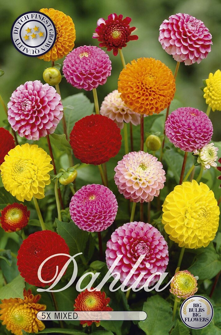 Dahlia Pompon Mixed