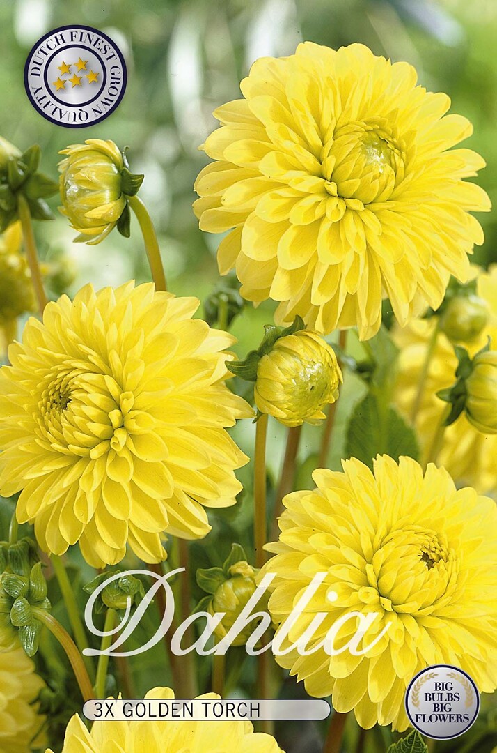 Dahlia Golden Torch