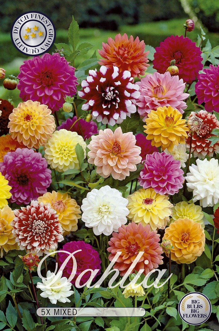 Dahlia Border Mixed