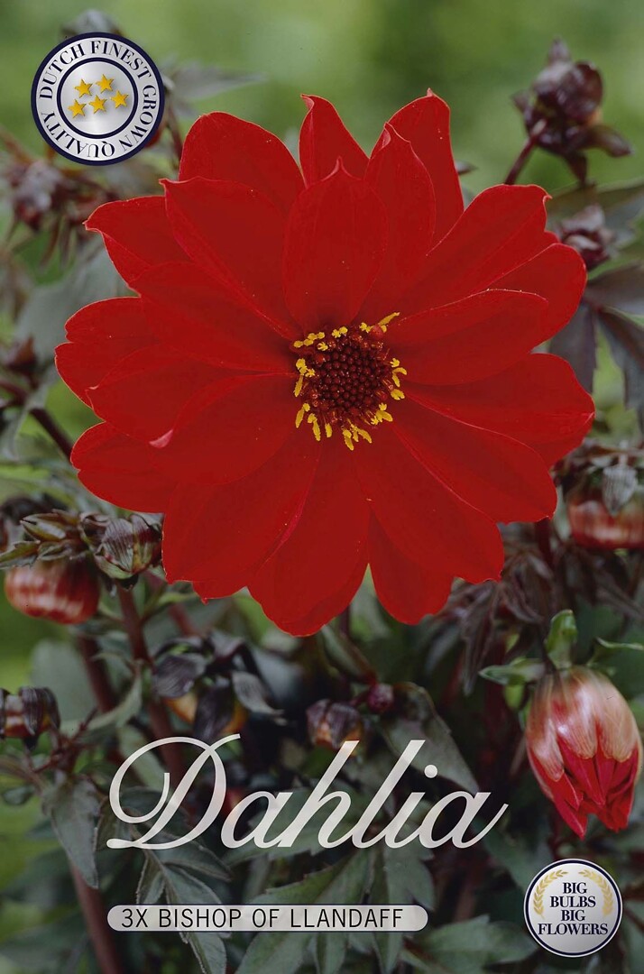 Dahlia Bishop Of Landaff