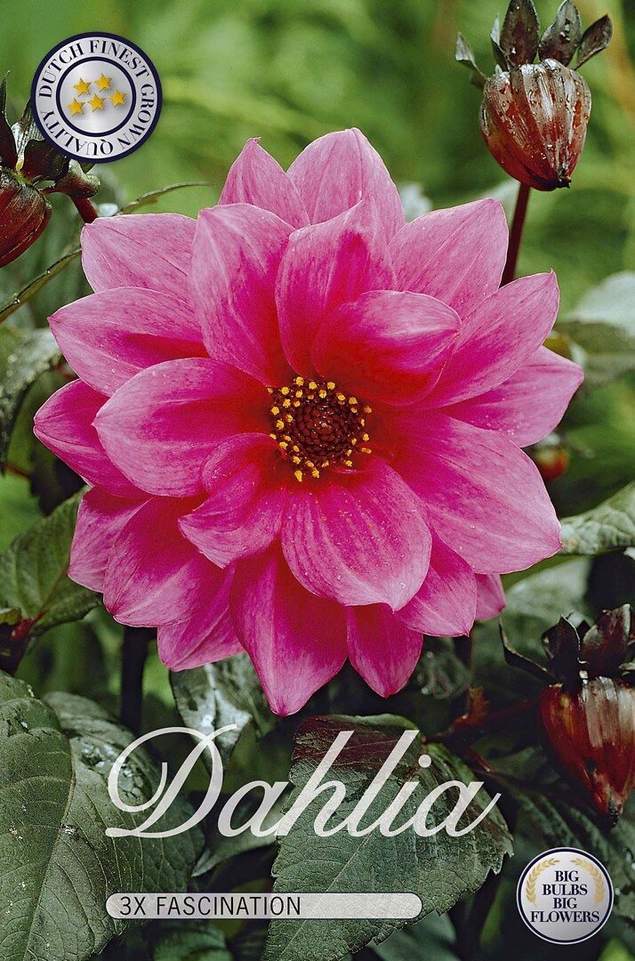 Dahlia Fascination
