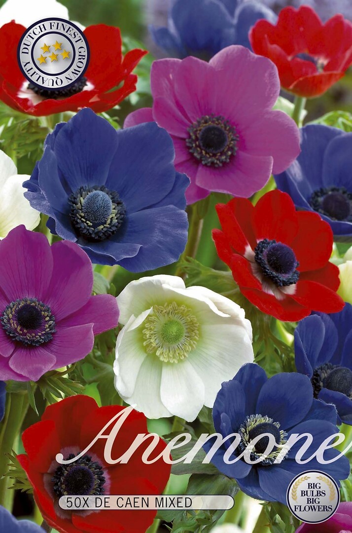 Anemone De Caen Mixed