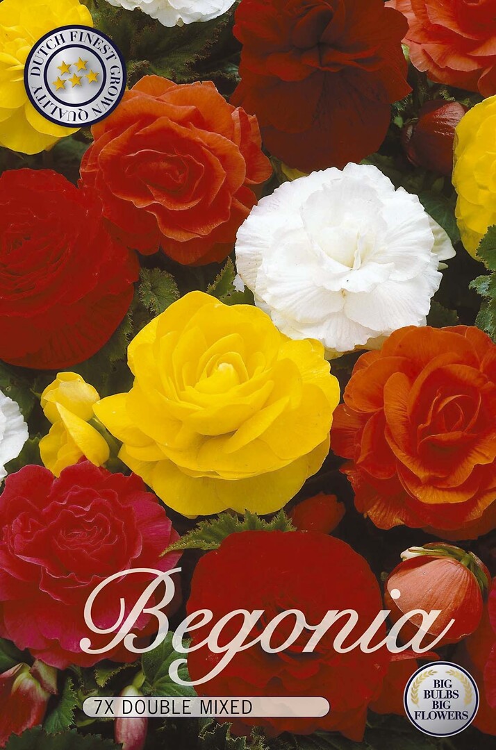 Begonia Double Mixed