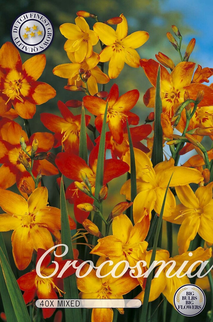 Crocosmia Mixed
