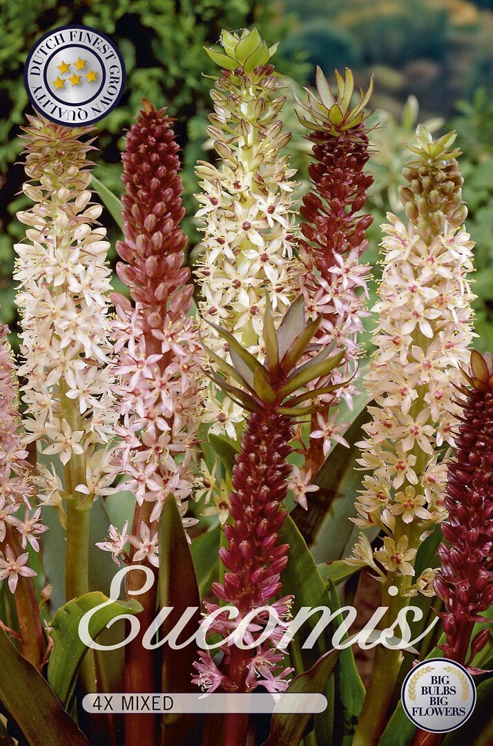 Eucomis Mixed