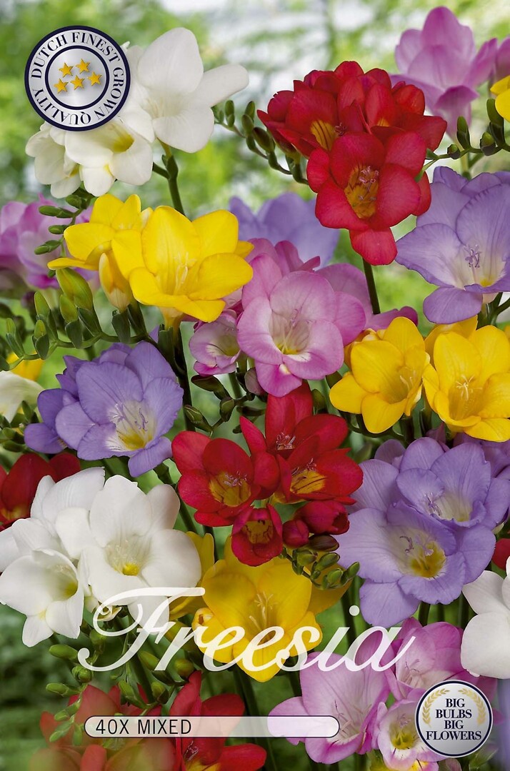 Freesia Single Mixed