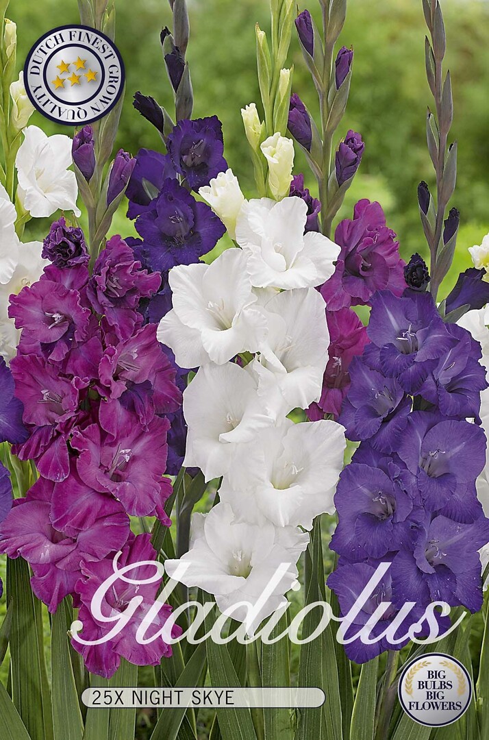 Gladiolus Night Skye