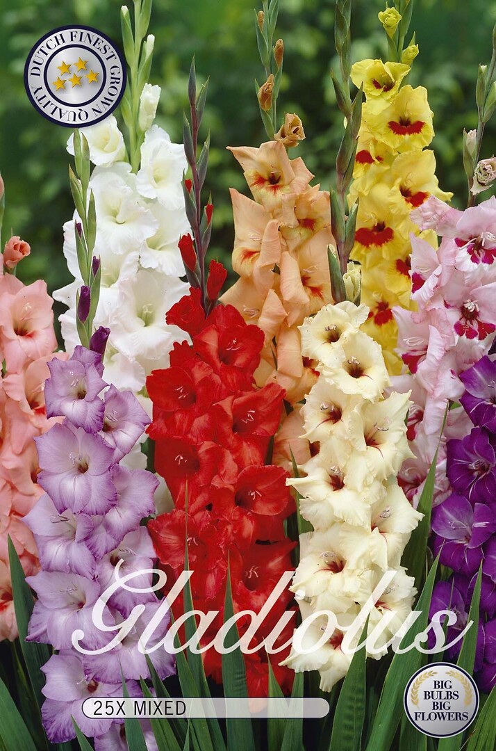 Gladiolus Mixed