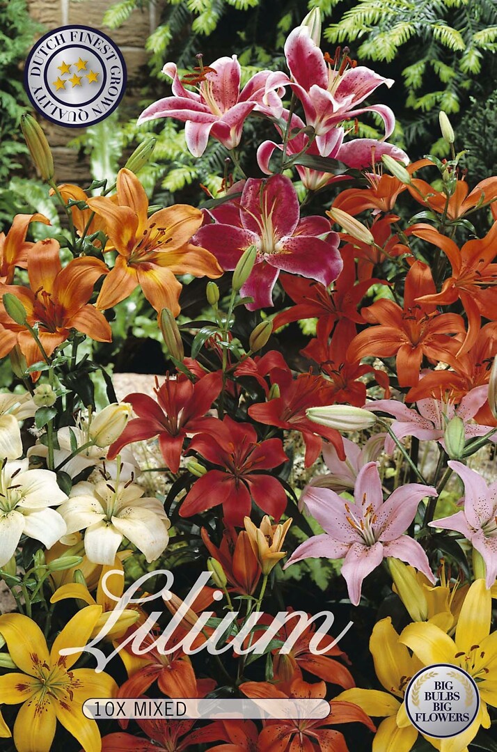 Lilium Mixed