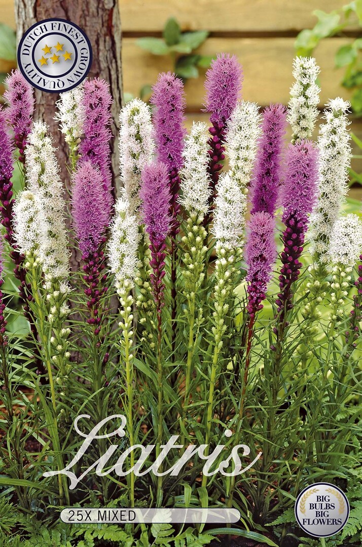 Liatris Mixed