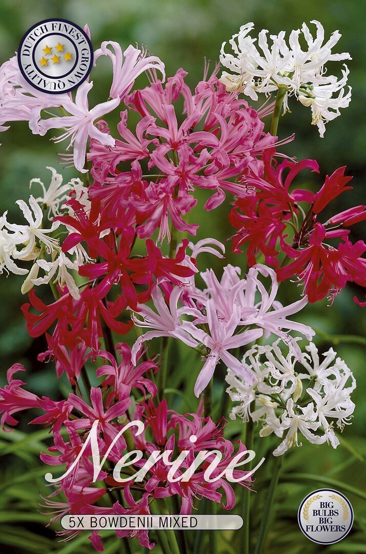 Nerine Bowdenii Mixed