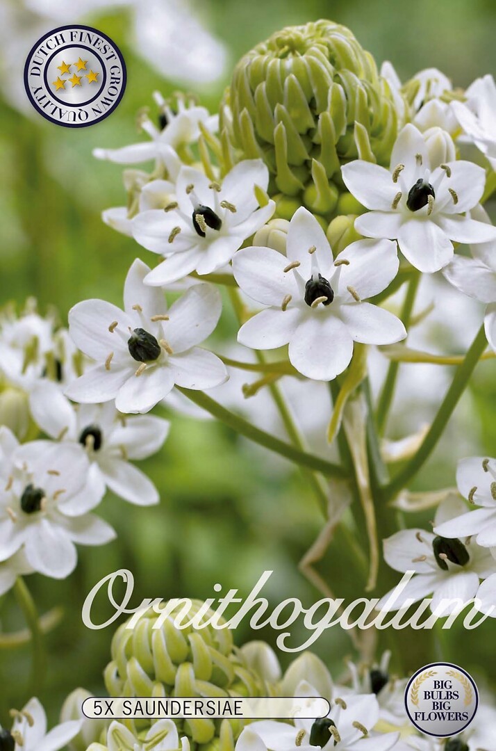 Ornithogalum Saundersiae