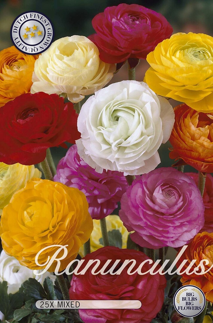 Ranunculus Mixed