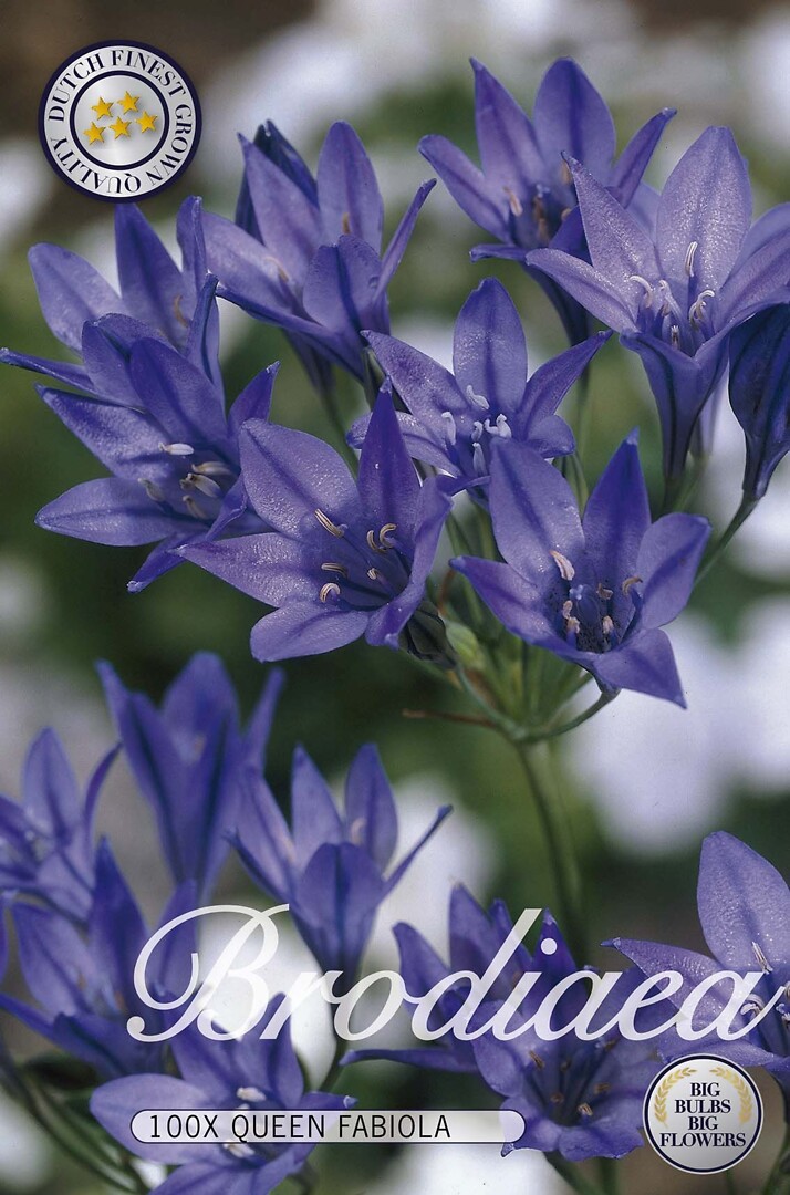 Tritelia Queen Fabiola