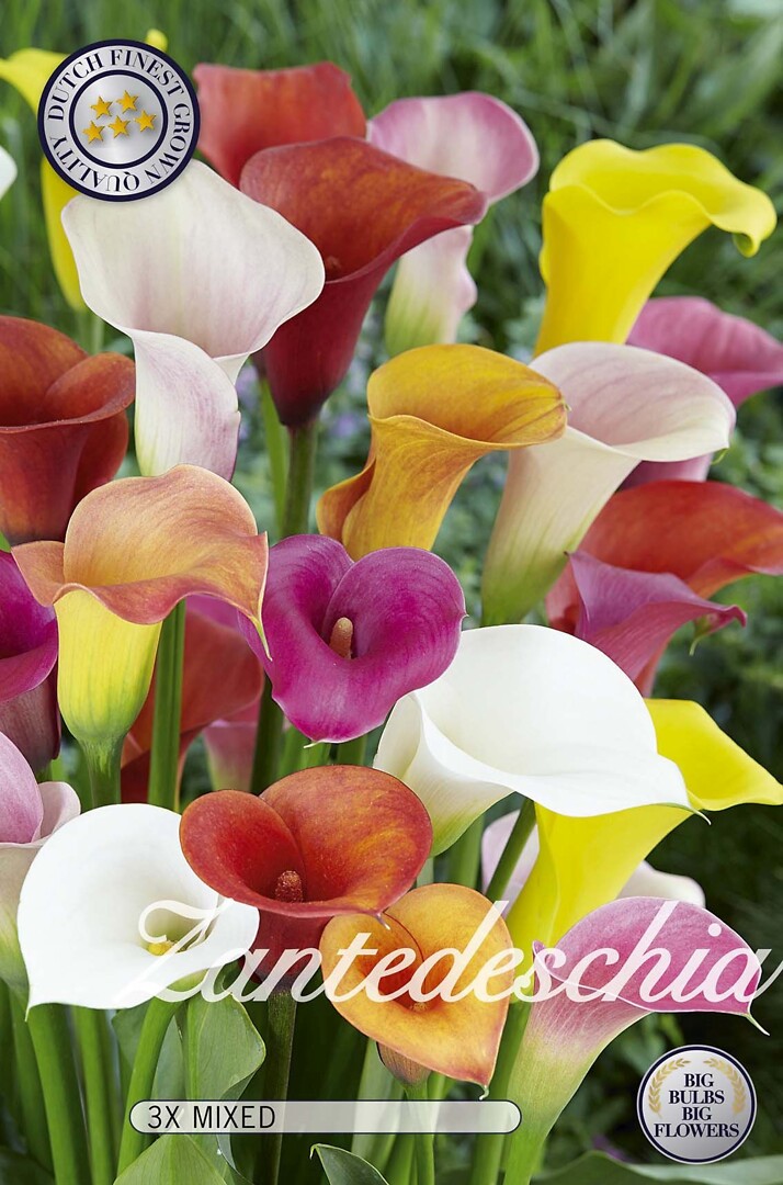 Zantedeschia Mixed