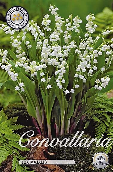 Convallaria