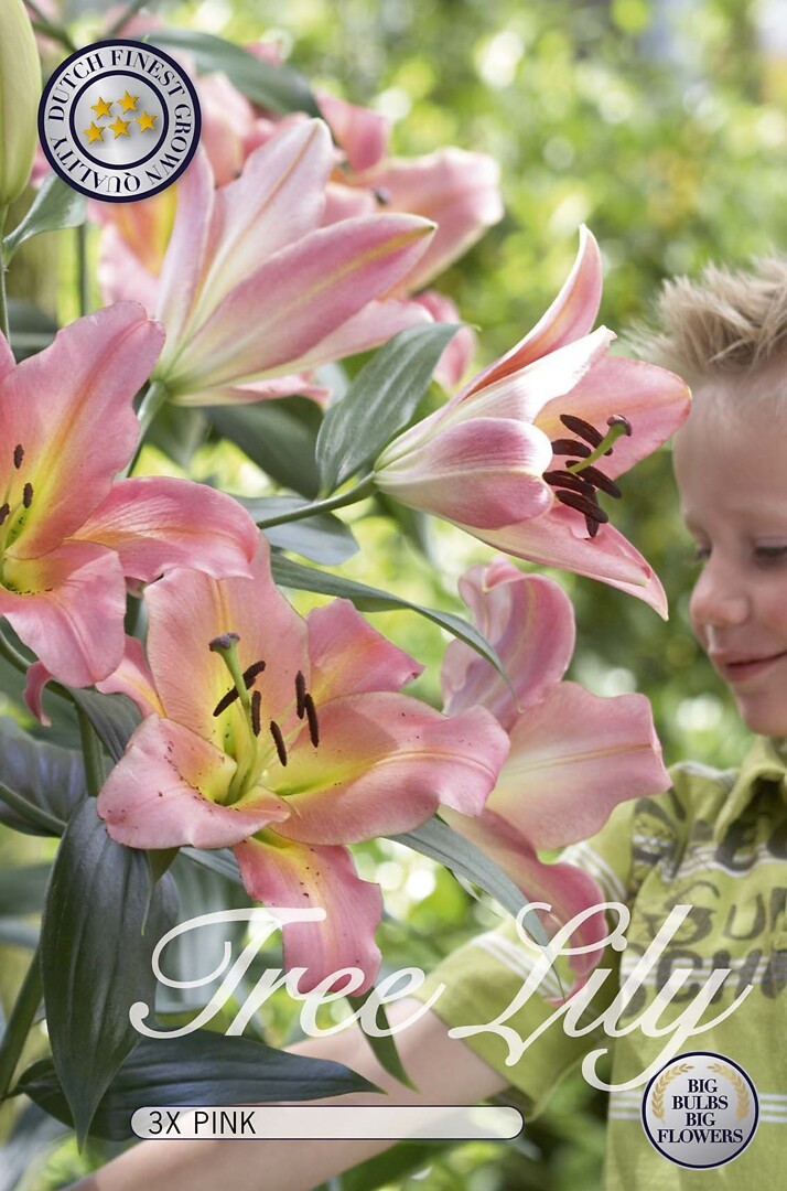 Lilium Light Pink