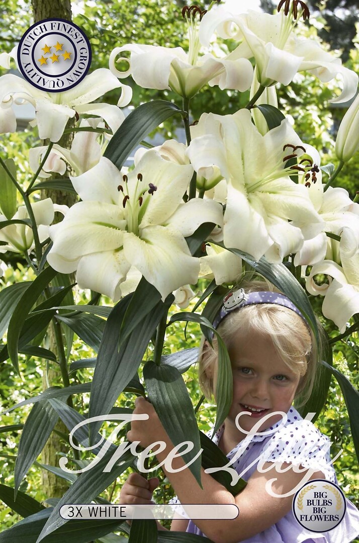 Lilium White