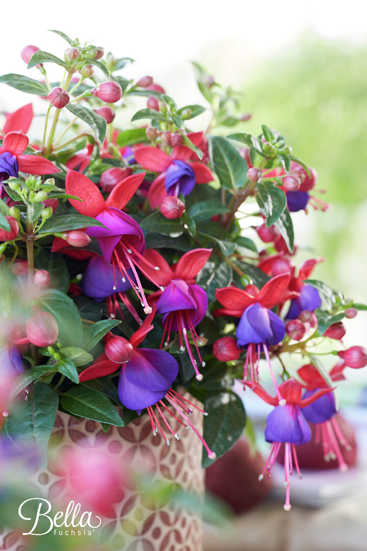 Fuchsia hybrid Bella Fuchsia® Vera