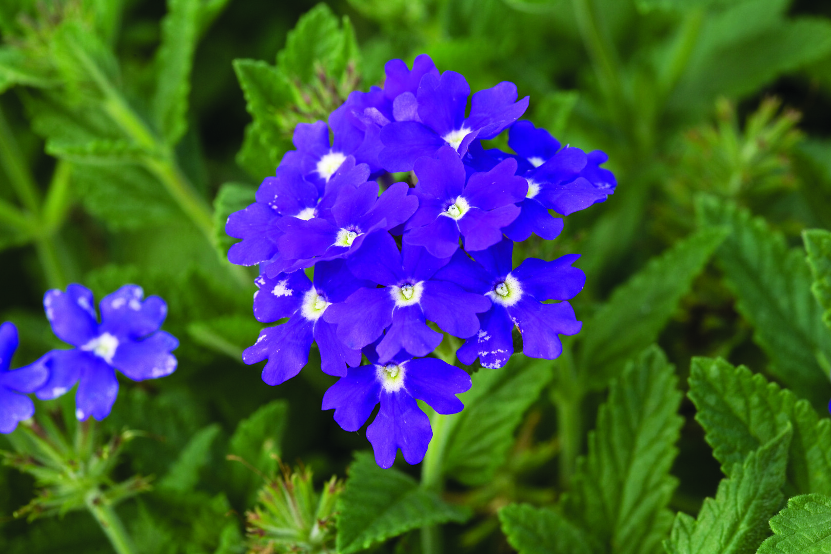 Verbena hybrida Lanai® Blue