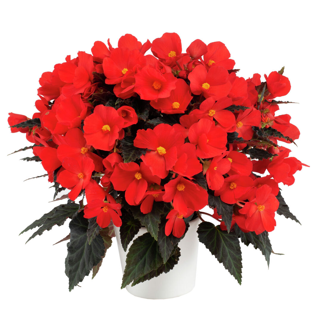 Begonia boliviensis Florencio Red®