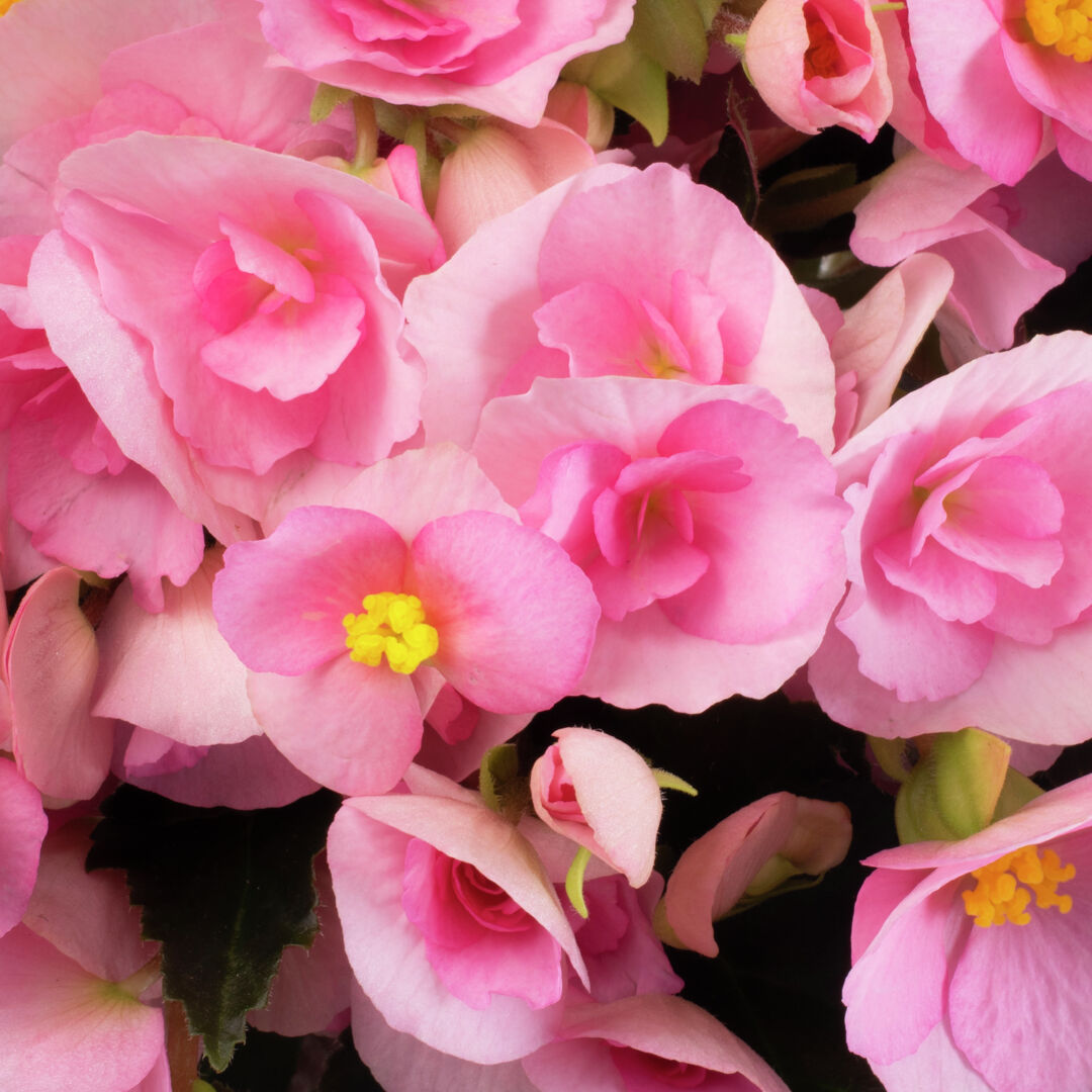 Begonia elatior hybrid Adonia Light Pink®