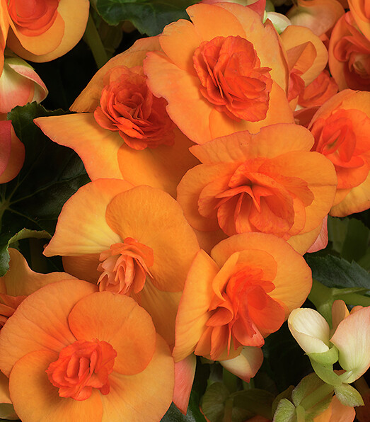 Begonia elatior Reina Amber®