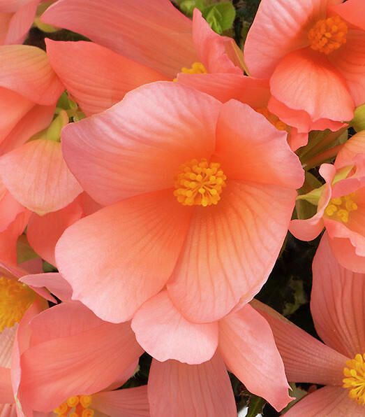 Begonia boliviensis Florencio Pink®