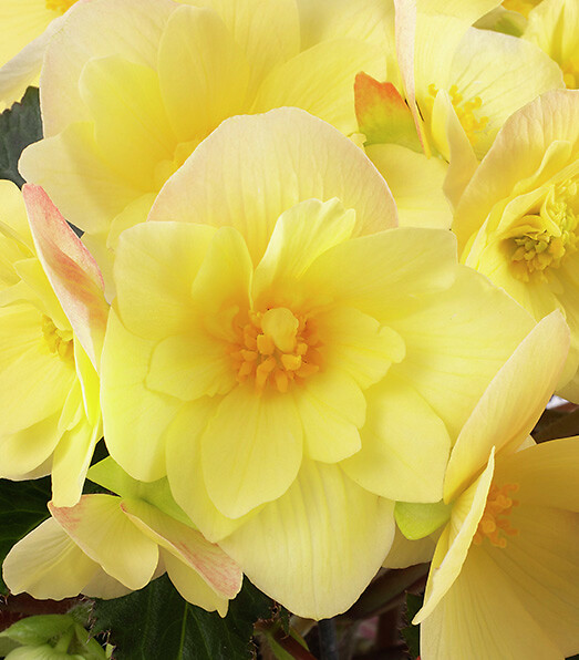 Begonia boliviensis Florencio Yellow®